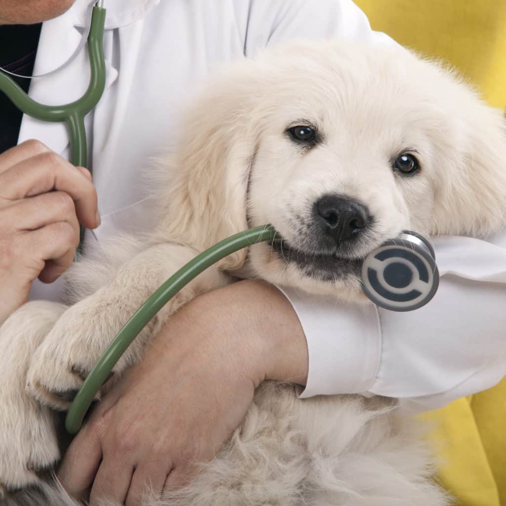 how much is a first vet visit for a puppy