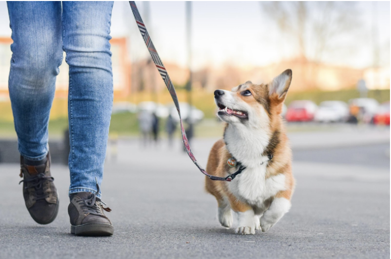 what are the benefits of walking your dog