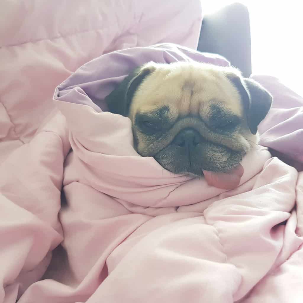 how cold is too cold for pug