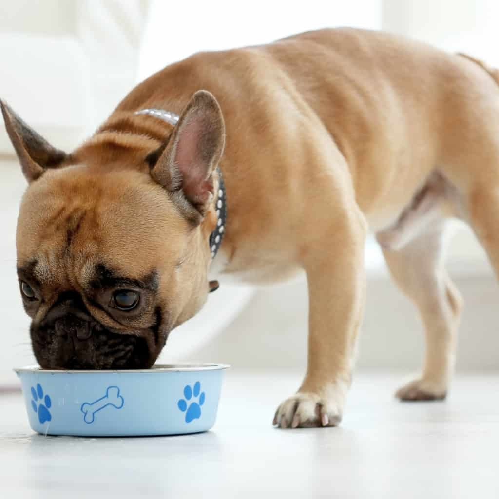 Benefits of Wet Dog Food