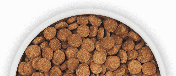 Pets at home clearance dog dry food