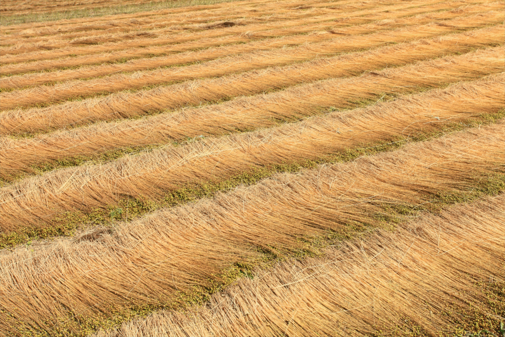 field-grain-inclusive