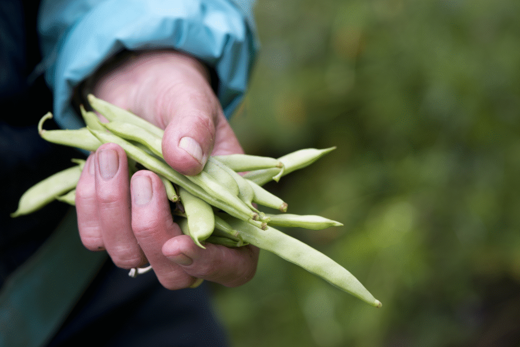 peas-in-hand