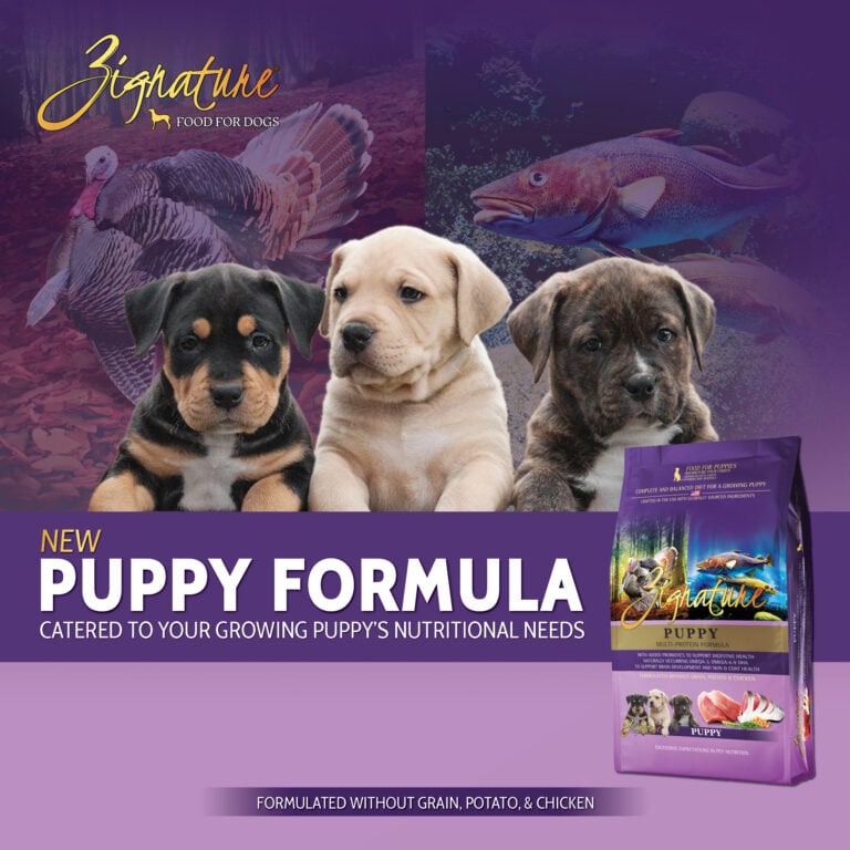 Puppy_Ecom_1600x1600_2