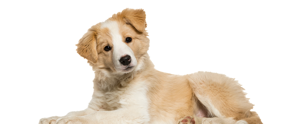 looking-for-dog
