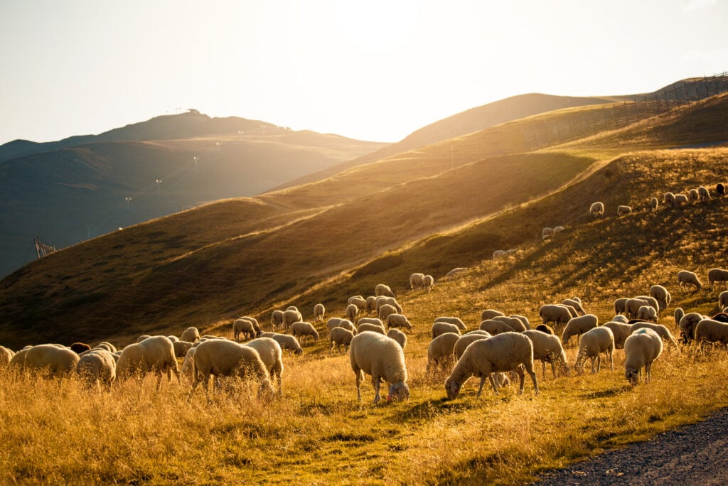 lamb-in-field