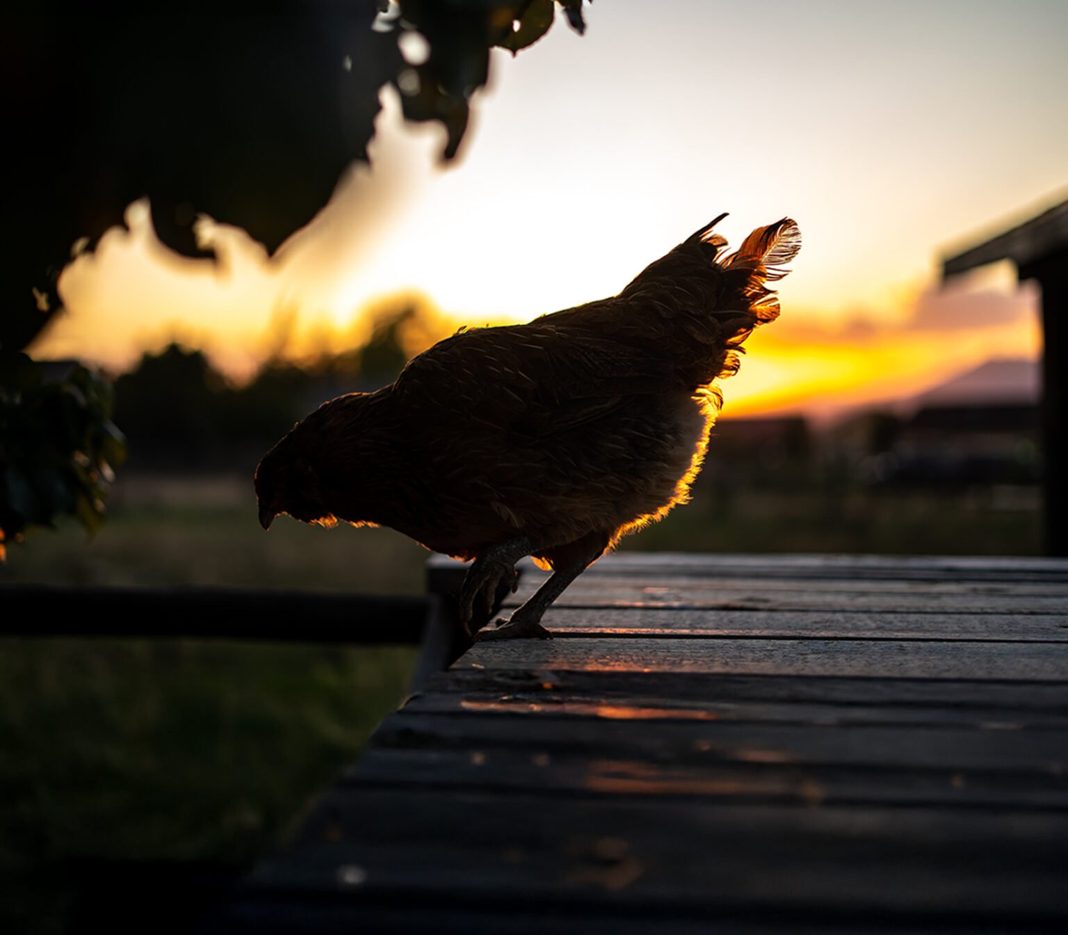 Zignature Inception Chicken Recipe Wet Food Can - Zignature