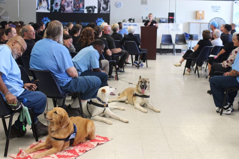 A crowd seated with service dogs listening to a speaker at a podium.