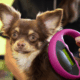 Chip your pet month