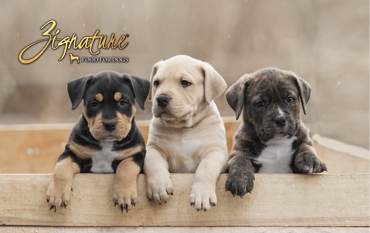 how long does a puppy stay on puppy food